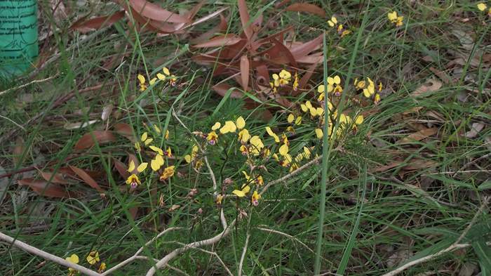 Diuris - wireless_hill_010.JPG